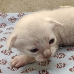 Snow-Male-Savannah-2-e