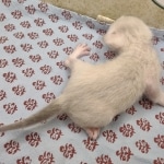 Snow-Male-savannah-kitten-2-b