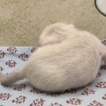 Snow-Male-savannah-kitten-2-c