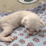 Snow-Male-savannah-kitten-2