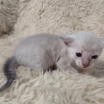 Snow-male-kitten-2-