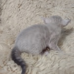 Snow-male-kitten-2-a