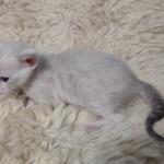 Snow-male-kitten-2-b