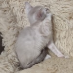 Snow-savannah-kitten-a