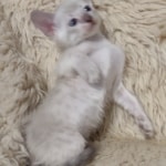 Snow-savannah-kitten-b