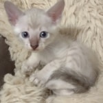 Snow-savannah-kitten