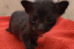 Savannah Kitten Mel-Black -smoke Female DOB 11-21-24