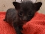 Savannah Kitten Mel-Black -smoke Female DOB 11-21-24