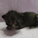 Savannah-F-6SBT-Black
