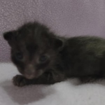 Savannah-F-6SBT-Black