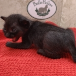 Savannah-female-kitten-Copy