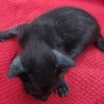 Savannah-female-kitten-a-Copy