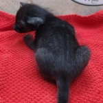 Savannah-female-kitten-b-Copy