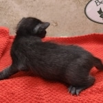 Savannah-female-kitten-c-Copy