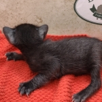 Savannah-female-kitten-d-Copy