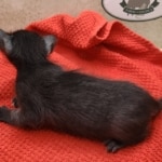 Savannah-female-kitten-f