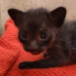 Savannah-female-kitten-g-Copy