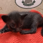 Savannah-female-kitten-h-Copy