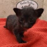 Savannah-female-kitten-i-Copy
