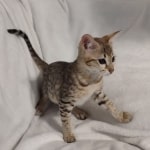 F4-SBT-female-1-DOB-4-7-24-$700