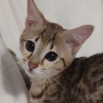 F4-SBT-female-1-DOB-4-7-24-$700