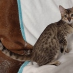 Savannah-F4-SBT-female-1-DOB-3-24-24 $700