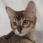 Savannah-F4-SBT-female-1-DOB-3-24-24 $700