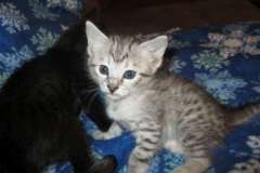 Artemisia, Savannah, Silver, female F-6A DOB 3-12-18