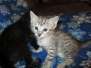 Artemisia, Savannah, Silver, female F-6A DOB 3-12-18