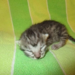 Savannah, Silver Female F-6A DOB 3-12-18