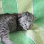 Savannah, Silver Female F-6A DOB 3-12-18