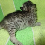 Savannah, Silver Female F-6A DOB 3-12-18