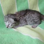 Savannah, Silver Female F-6A DOB 3-12-18