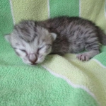 Savannah, Silver Female F-6A DOB 3-12-18