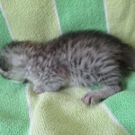 Savannah, Silver Female F-6A DOB 3-12-18