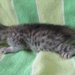 Savannah, Silver Female F-6A DOB 3-12-18