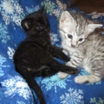 Artemisia and her sister Livia, Savannah, Silver Female F-6A DOB 3-12-18