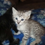 Artemisia and her sister LiviaSavannah, Silver Female F-6A DOB 3-12-18