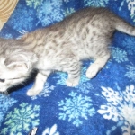 Artemisia Savannah, Silver Female F-6A DOB 3-12-18