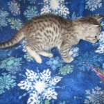 Artemisia Savannah, Silver Female F-6A DOB 3-12-18