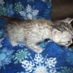 Artemisia Savannah, Silver Female F-6A DOB 3-12-18