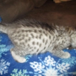 Artemisia Savannah, Silver Female F-6A DOB 3-12-18