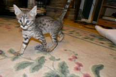 Kima Savannah F-2B Brown Spotted female DOB 6/15/15