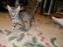 Kima Savannah F-2B Brown Spotted female DOB 6/15/15