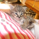 Kima, F-2 Savannah female