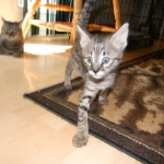 Kima, F-2 Savannah female