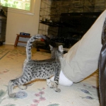 Kima, F-2 Savannah female