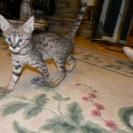 Kima, F-2 Savannah female