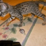 Kima, F-2 Savannah female