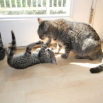 Kima, F-2 Savannah female